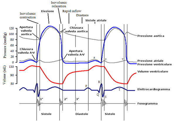 The Wiggers Diagram Explained In Just Over 3 Minutes!